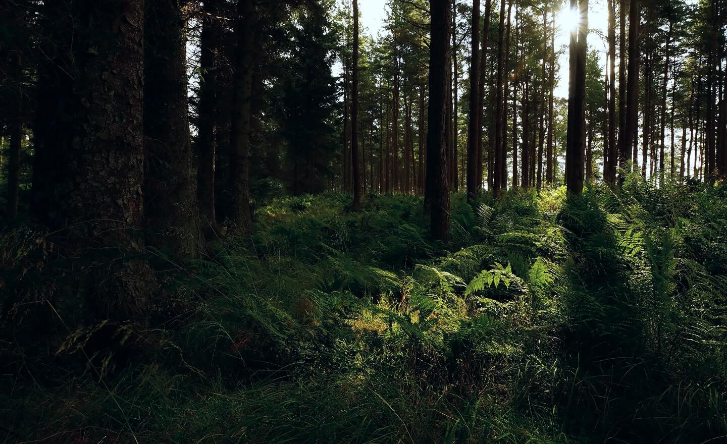Forest background